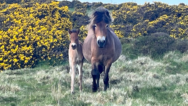 Exmoor pony mare with foal